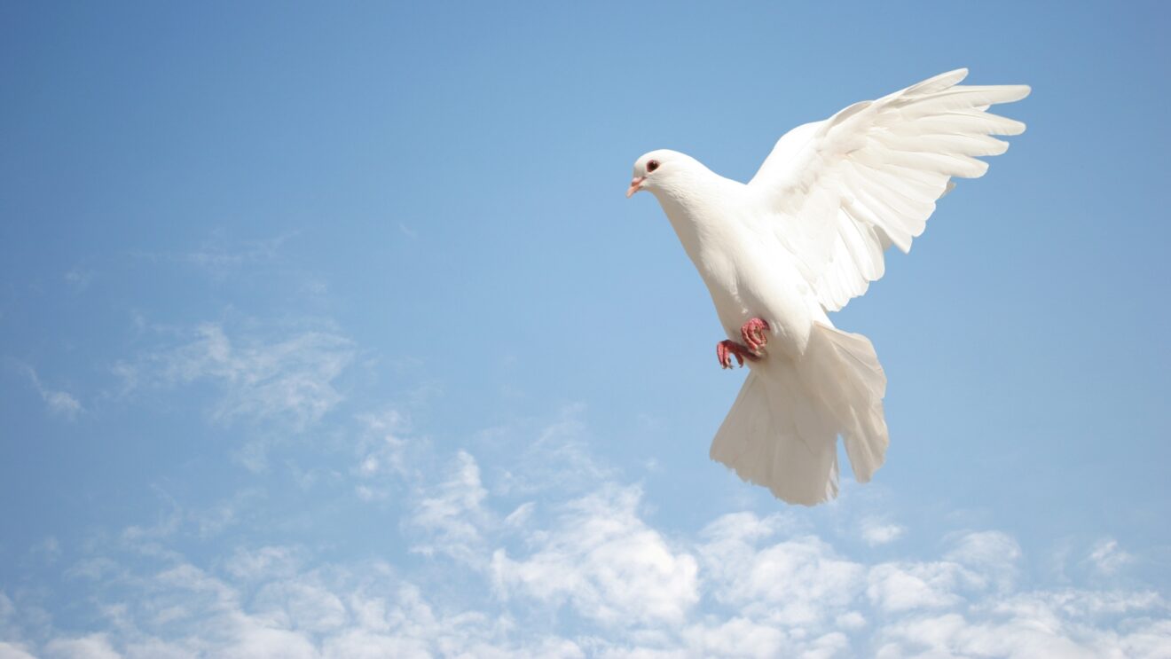 Messaggio del Papa per la Giornata Mondiale della Pace